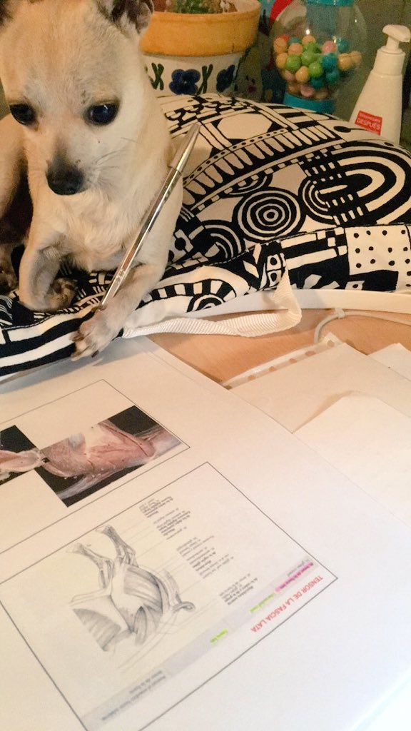 nurber97's tweet photo. Aplicándose el cuento 🤓🐶📚 https://t.co/3vqs94fIlP