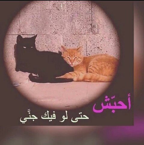 mosa161's tweet photo. ومن الحب ماقتل.. https://t.co/iuJVFuTsQL