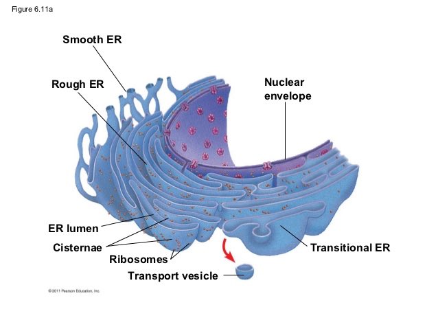 EndoGotRoadRage's tweet photo. There are many parts of the ER. The cisternae, lumen, ribosomes, and the membrane to name a few. #cellection2016e https://t.co/fTrzdr2FpI