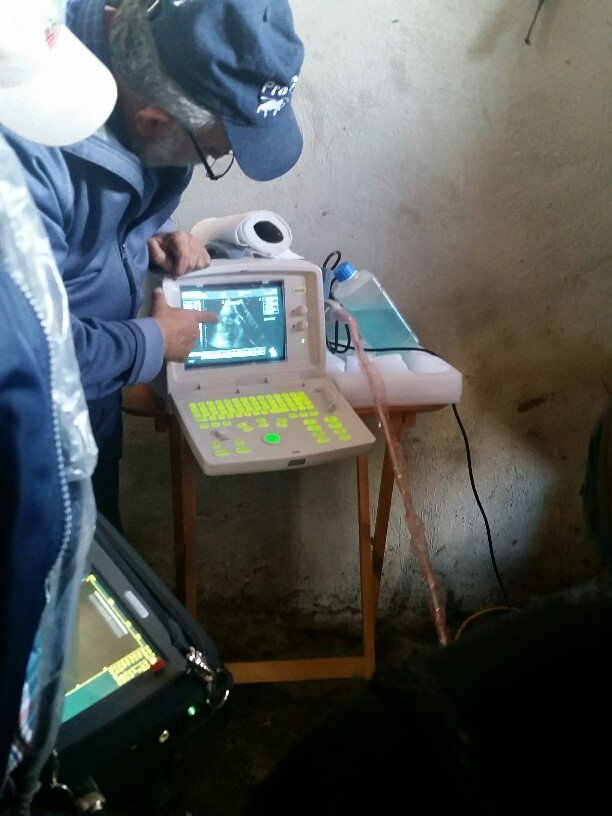 incarural's tweet photo. Incentivo #PIIEX presente en #Tlaxcala con capacitación p' identificar la gestación de borregas c/ ultrasonido https://t.co/aJyWdATXSP