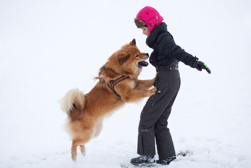 DogManuals's tweet photo. How to Stop ... #DogAggression #Dogs #Aggression #Bites #Child Read Here: https://t.co/mixiwtw47F https://t.co/AGq7hIZVN6