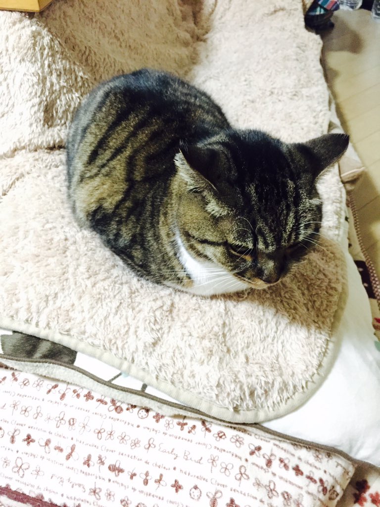 caaat10 tweet picture