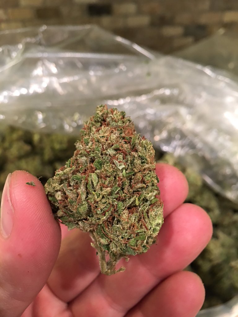 TheGreenKings's tweet photo. This is a #SourDiesel #Greenhouse #nug grown by the #GreenKings. #supernosey #supergassy #cleancut #goodstructure 🙌🏼 https://t.co/Tboh1gSUxA