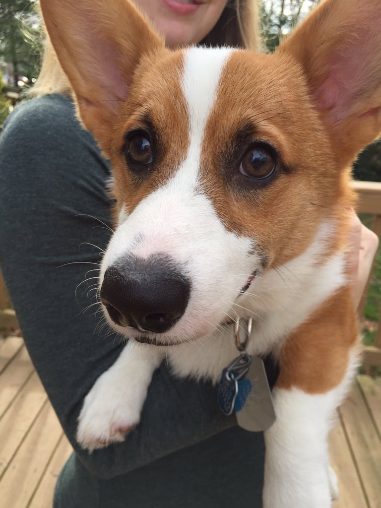 swhippss's tweet photo. Whenever I start to feel sad, I think of all the corgis in my future and that makes life a lot better https://t.co/GAzeSCbY2I