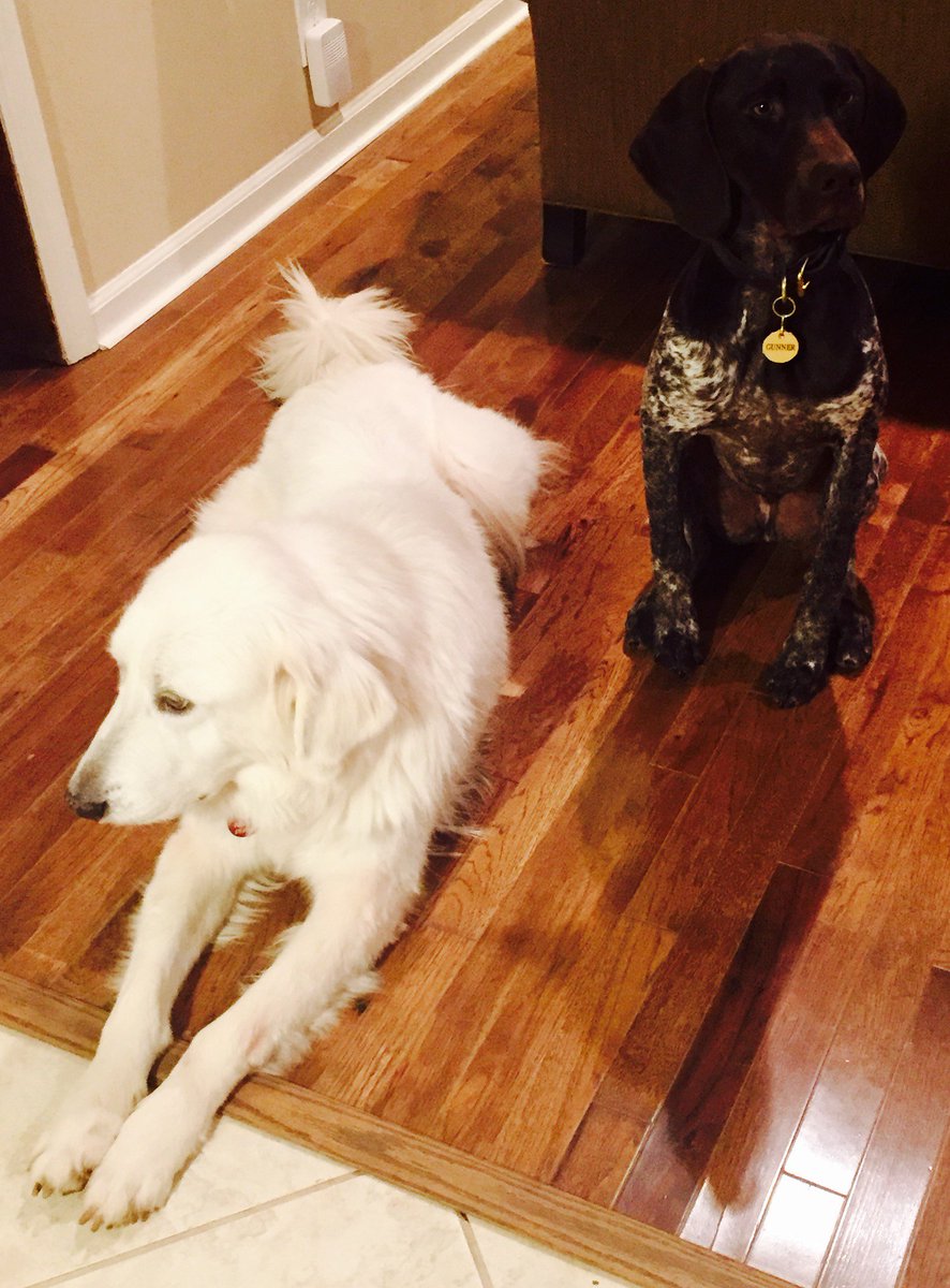 JustinSolze's tweet photo. If I get 20 retweets...there is no guarantee anything will happen, but I really want this white dog! https://t.co/o6C4u48yWJ