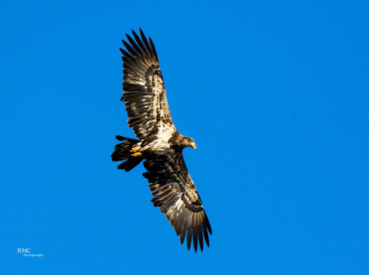RMCPhoto's tweet photo. Juvenile Bald Eagle in NJ. Nikon 200-500mm using TC-14E III on a D7200. #BirdPhoto #RMCPHOTO @nikonownermag https://t.co/rfoZALMAvx