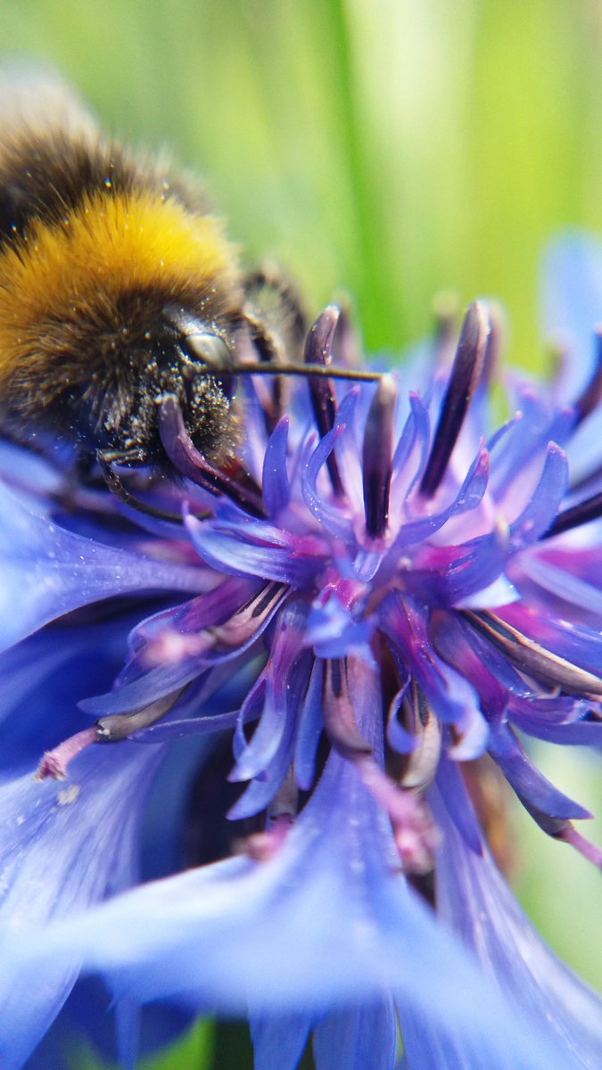 IamEmilyGrout's tweet photo. The last of the #megacosm pollinator photos @jamiestavert https://t.co/KuHaTpy5eL
