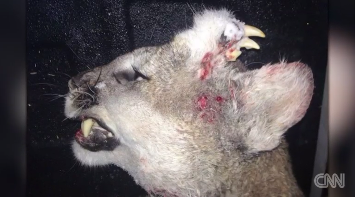 تويتر Cmk2wl على تويتر 1月11日 Cnnが報じたマウンテンライオンの奇形 ユタ州で射殺されたマウンテンライオンの頭部に 完全に形成された歯が見られる 吸収された他の胎児の名残か 奇形腫 ではないかと 福島原発事故と関連付けているサイトがある T تويتر Cmk2wl على تويتر 1月11日 Cnnが報じたマウンテンライオンの奇形 ユタ州で射殺されたマウンテンライオンの頭部に 完全に形成された歯が見られる 吸収された他の胎児の名残か 奇形腫 ではないかと 福島原発事故と関連付けているサイトがある T