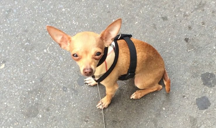 tvanouvelles's tweet photo. Il tue le chien de sa copine parce qu'il ne veut pas aller le promener https://t.co/cbjcWFWGlu https://t.co/iBMJGOzWYd