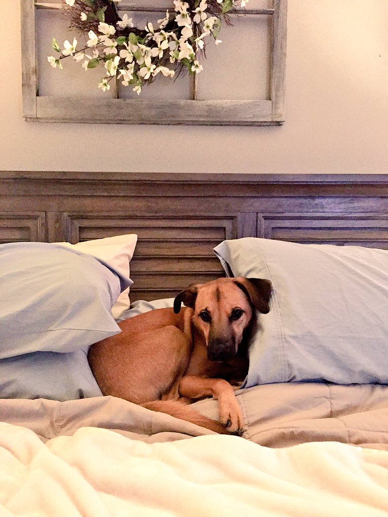 MabeltheMutt's tweet photo. Mom, Dad, it's cold. Get in here and cuddle. https://t.co/ebPVyLD0Vs