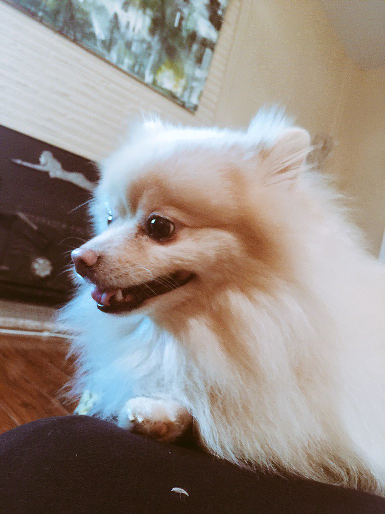 ginaburdiPR's tweet image. This is my view when doing a sit-up 😐 bug is laying on my stomach between reps. #workoutproblems  #pomproblems #bug