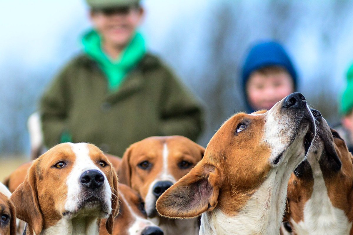 The Brocklesby Hounds look windswept and keen in this cracking shot from the great <a href="/PyeBryan/">Bryan Pye</a>