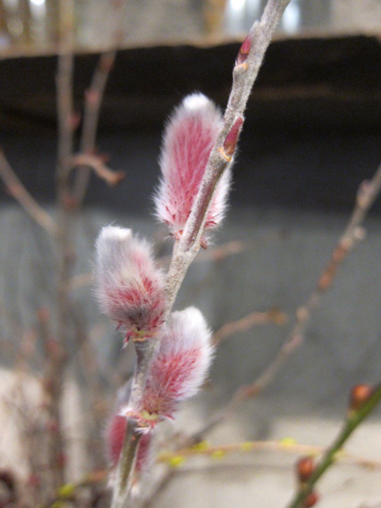 تويتر 野の花 司 茶房 野の花 على تويتر 今日は冷えますね 寒いので冬のもふもふ植物を 猫柳の赤花 でしょうか 柳は種類の同定が難しく違っていたらごめんなさい ネコヤナギ ピンクネコヤナギ 花 T Co Pwgpp37sj5