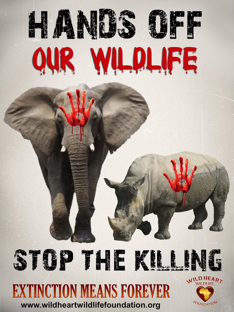 Wildlifeatheart's tweet photo. #HandsOffOurWildlife
#ExtinctionMeansForever
https://t.co/0vr8YJhOj4
@Wildlifeatheart if fighting for them! https://t.co/6Elwcxb7b4