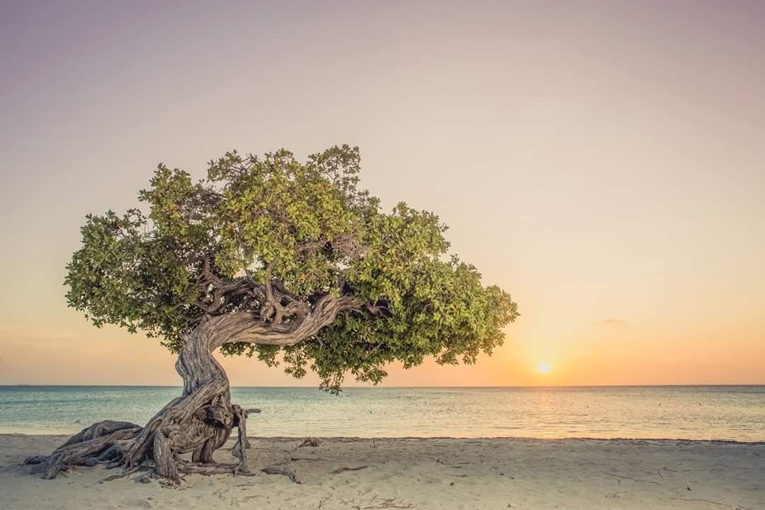 ArubaToerisme's tweet photo. De meeste dromen zijn bedrog, maar.. Vlieg nu met #wereldkorting naar #Aruba https://t.co/J4fLMiT5VG #onehappyisland https://t.co/d95syJ5d0H