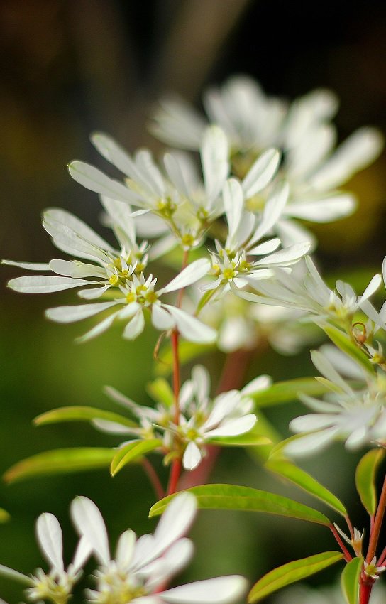 ゆう ユーホルビア白雪姫 晩秋から冬に白い小さな花の 周りにほっそりとした白い苞 が花びらのように開きます 花言葉は 君に又会いたい T Co Vdiyzggvbg