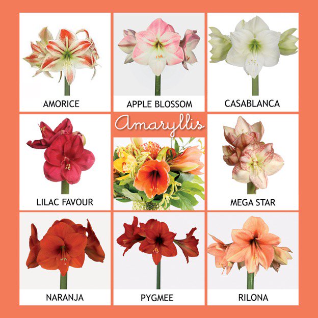 't Is nog steeds Amaryllistijd! Volop #Amaryllis verkrijgbaar bij <a href="/dobbeflowers/">Dobbeflowers</a> <a href="/WeermanBloemen/">M.J. Weerman Bloemen</a> @fleurametz_nl