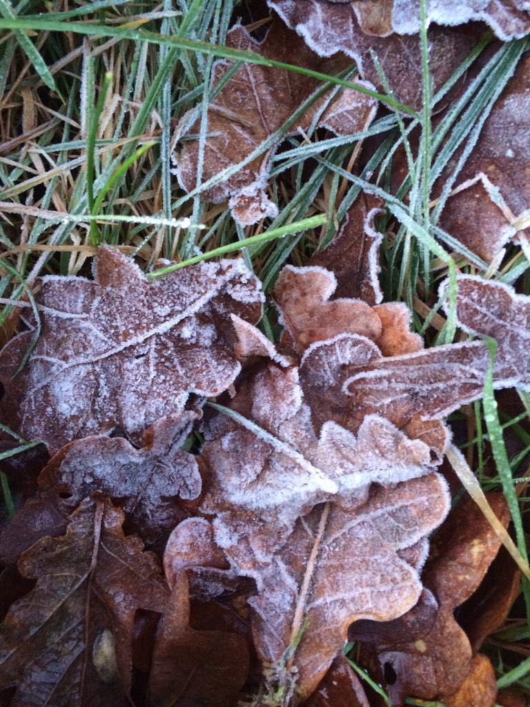 inspiredressage's tweet image. Morning! We actually have a little frost!!! #finallycold #frostymorning