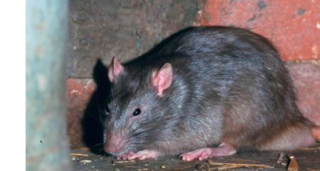 CleanersHR's tweet image. Lassa Fever: What Nigerians Are Advised To Know disq.us/90dttd
