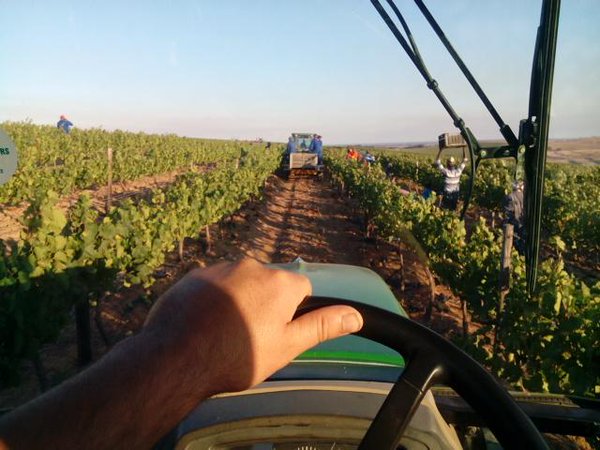 Ormonde_Wines's tweet photo. This is our harvest so far through the eyes of Kwagga Boucher (@kwaggafs) #SAHarvest2016 https://t.co/i3xzBYRmmp