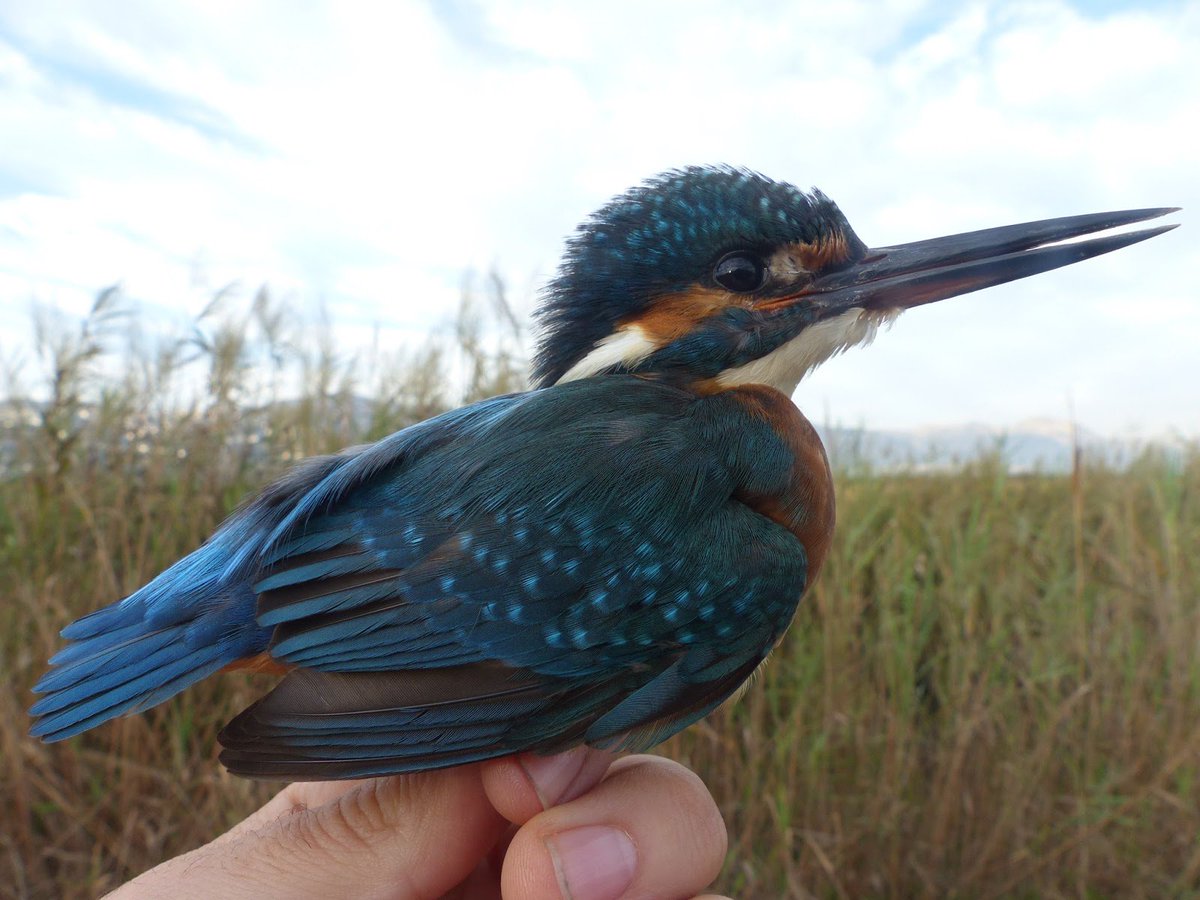 Más vale tarde que nunca: resumen de la campaña de anillamiento en el Marjal de Pego-Oliva …deanillamientopitroig.blogspot.com.es/2015/12/mas-va…