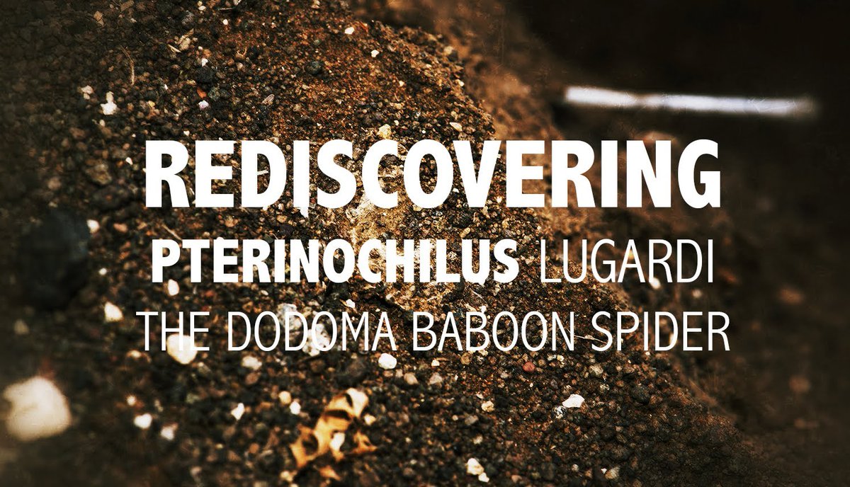 Lost #tarantula species found after 100 years! Watch this amazing discovery buff.ly/1K8EMVC <a href="/tarantupedia/">Tarantupedia™</a> #…