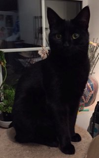 hinckleytimes's tweet image. Can you help find missing #Hinckley cat?
hinckleytimes.net/news/local-new…