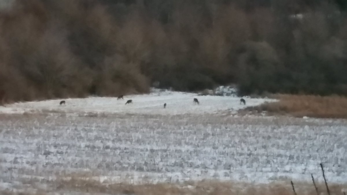 Whitetail Institute tweet media