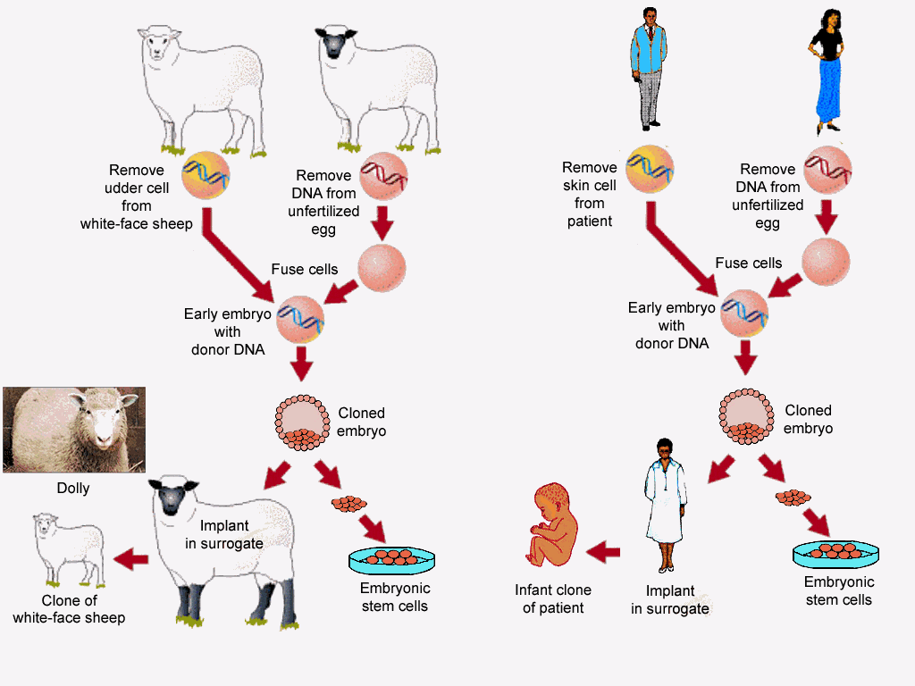 loglongfield5's tweet photo. Diagram of cloning #pwagbio https://t.co/ePFt6eszGd