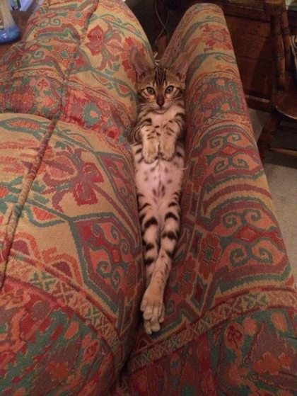 ThatMumboJumbo's tweet photo. Still my favourite image of my cat to date. https://t.co/PiEnMDCIxA