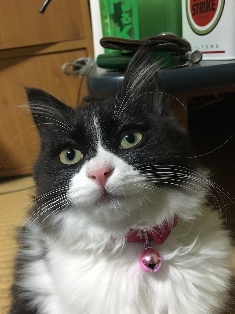 matsutakechan's tweet photo. キリッ！ (´･ω･`) https://t.co/xh1tXgicJY