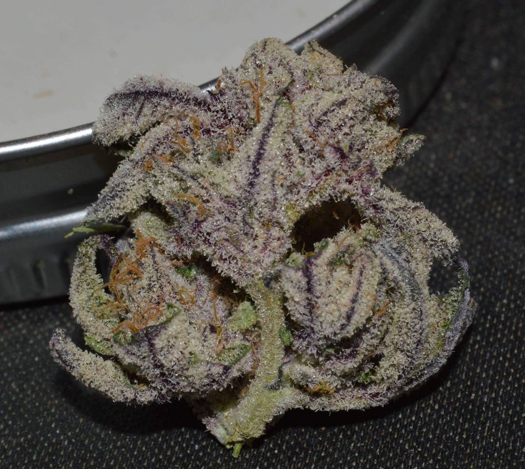 Marijuana420Bud's tweet photo. Sorry about the break fellow tokers, I hope you've all been staying #Baked https://t.co/ApLqaRCJsw
