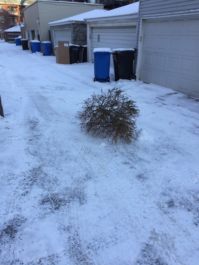 Hey there Christmas tree tumbleweeds! Must be January in Chicago.