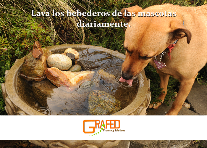 GrafedPharmacy's tweet photo. #TipGrafed: Lava los bebederos de las mascotas diariamente. #Zika #ZikaVirus #Mascotas https://t.co/awdCqtpCvw