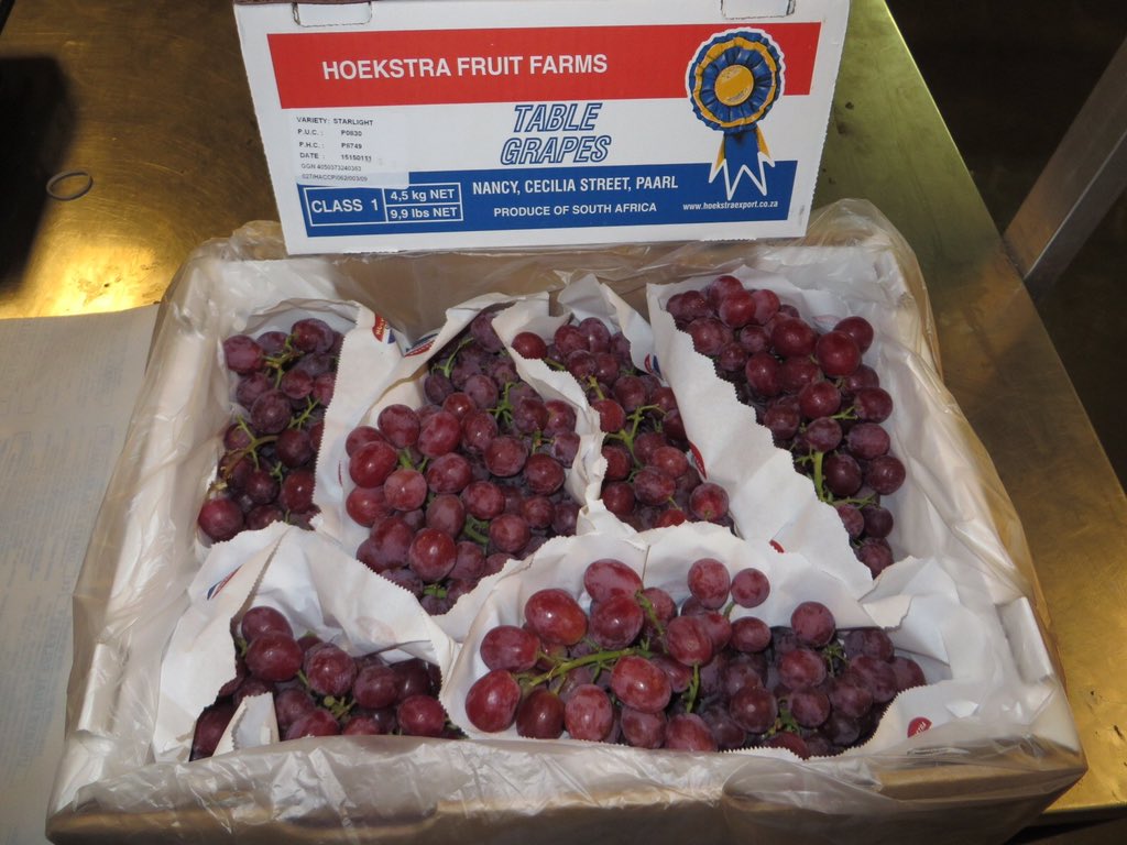 Jan Van Den Adel On Twitter Good Start Of Our Hoekstra Grapes Season 2016 Starlight Https T Co Ut1blmrqd3