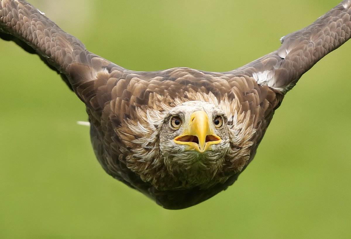 RT <a href="/desmondloughery/">Desmond Loughery</a>: White tail eagle <a href="/birdsofprey_uk/">Birds of Prey</a> @wildlife_uk <a href="/Dean_Journalist/">Dean McLaughlin</a>