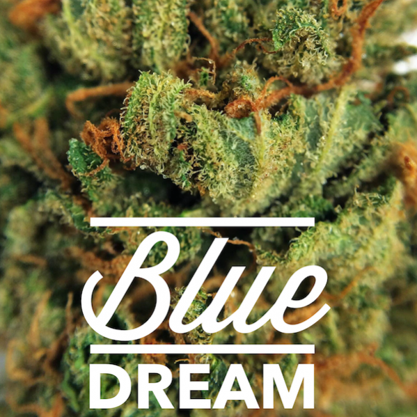 whaxyapp's tweet photo. How much do you know about the popular #BlueDream strain ? https://t.co/3OLKppKJ9p #mmj https://t.co/3SGwSr83Bl