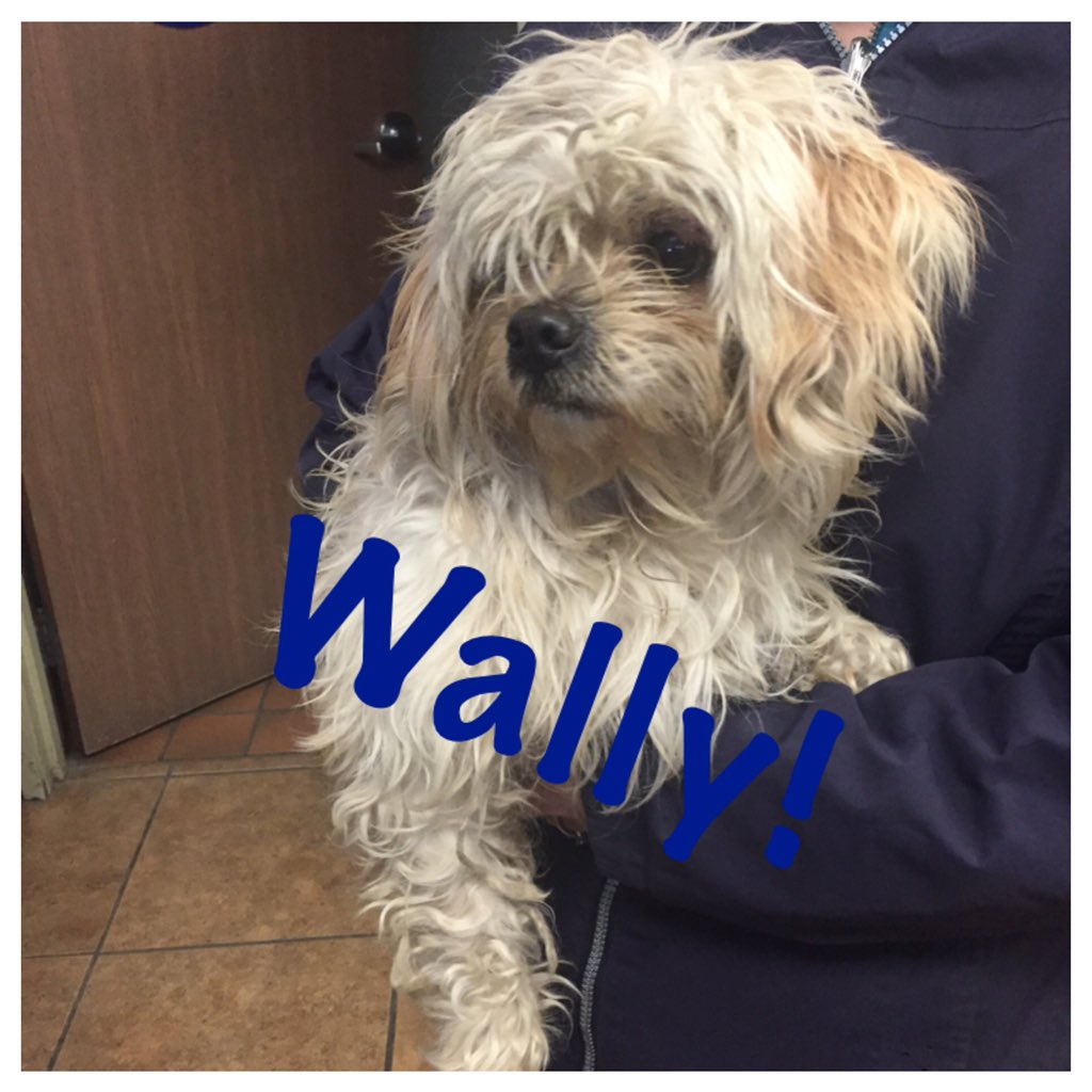 WagmorHotel's tweet photo. Wally's before and after. You can thank the groomers for this amazing transformation!!!❤️🐶 https://t.co/9fn3vtsPPA