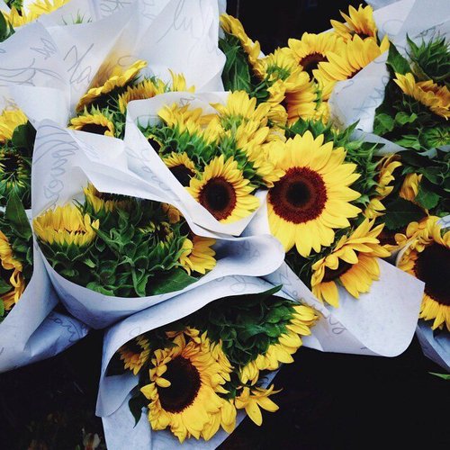 cosmicsluts's tweet photo. flowers are just so pretty I want to cry 💐💕 https://t.co/k7Jzz4Ga91