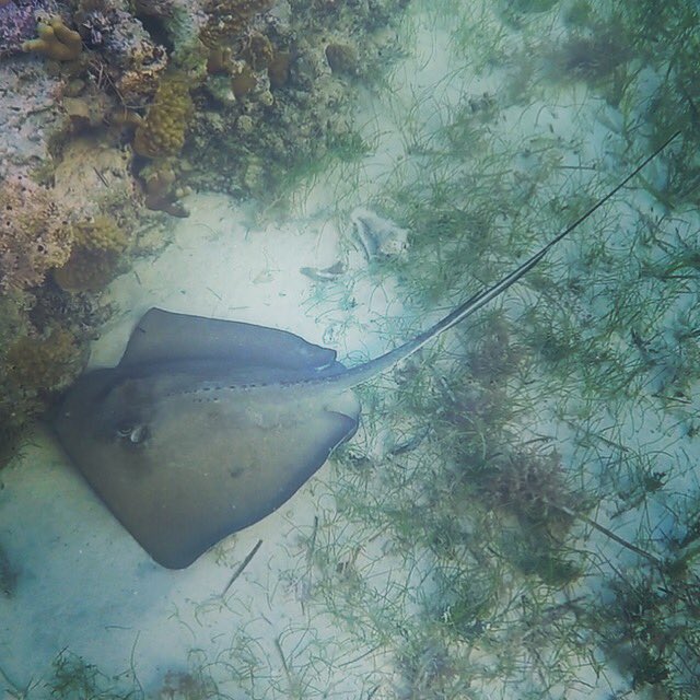 Came across this beauty whilst snorkelling by the reef balls #fieldbahamas #southernstingray