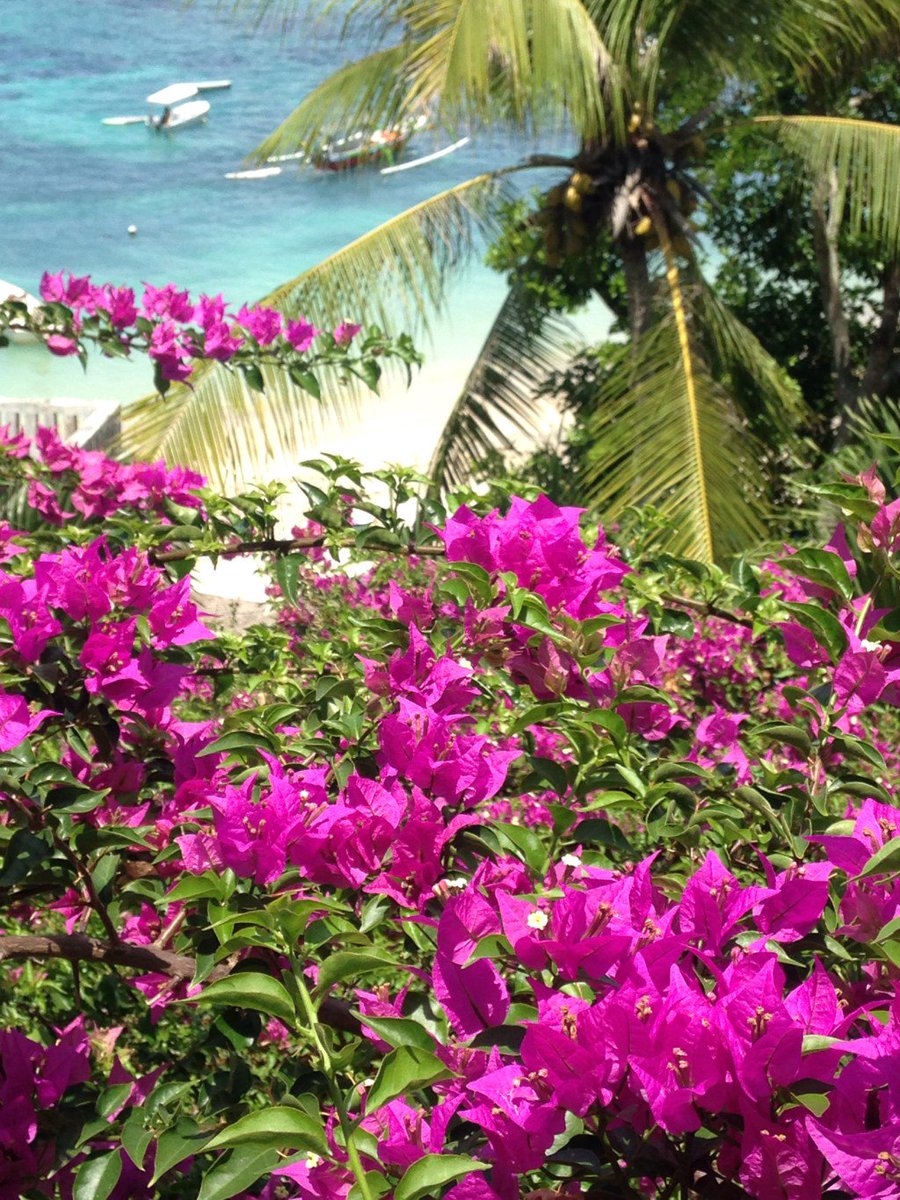 Distilledvoice's tweet image. Frangipani Cascade #powm #poetry #flower #yoga #buddha #bali #nusalembongan #songlambung distilledvoice.com/2016/01/12/fra…