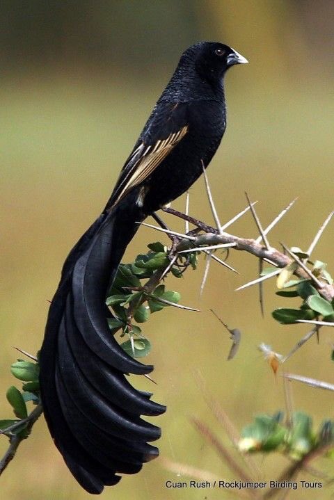 ahmedq818's tweet photo. سبحان الخالق 

#سبحان_الله #صور #صور_جميله #غرد_بصوره #ريتويت #رتويت #حياه #طبيعه #تعلم #تطوير https://t.co/byTInDXq2R