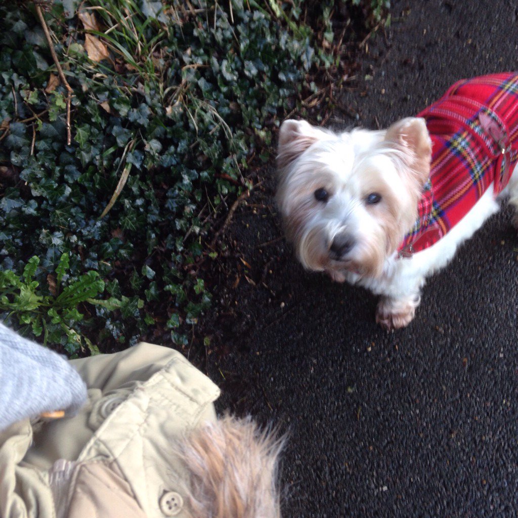 LucyDogH's tweet photo. An action shot from my walk with MumH this afternoon. Like the coat? https://t.co/Ul0EpRvY64