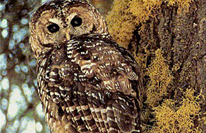 PacificForest's tweet image. Lawsuit launched to protect California #SpottedOwls under #EndangeredSpeciesAct bit.ly/1SghYuR