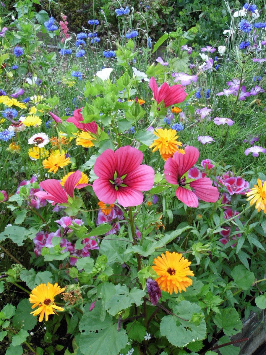 SimpsonsSeeds's tweet image. Whilst it is cold outside, let you're thought turn to summery things, here is a snap of our summer cutting mix.
