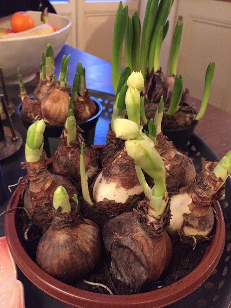 Beetje voorjaar in huis💚🌷🌸 #detuinvrouwen #amsterdam #voorjaar #bollen #urbangardening #stadstuinieren