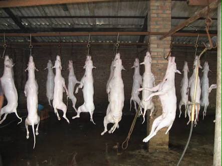 serhaterbar's tweet photo. NO TO DOG MEAT https://t.co/szTaNzV9JE