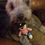 Photo by The Cafe Terrier (@Cafeterrier)