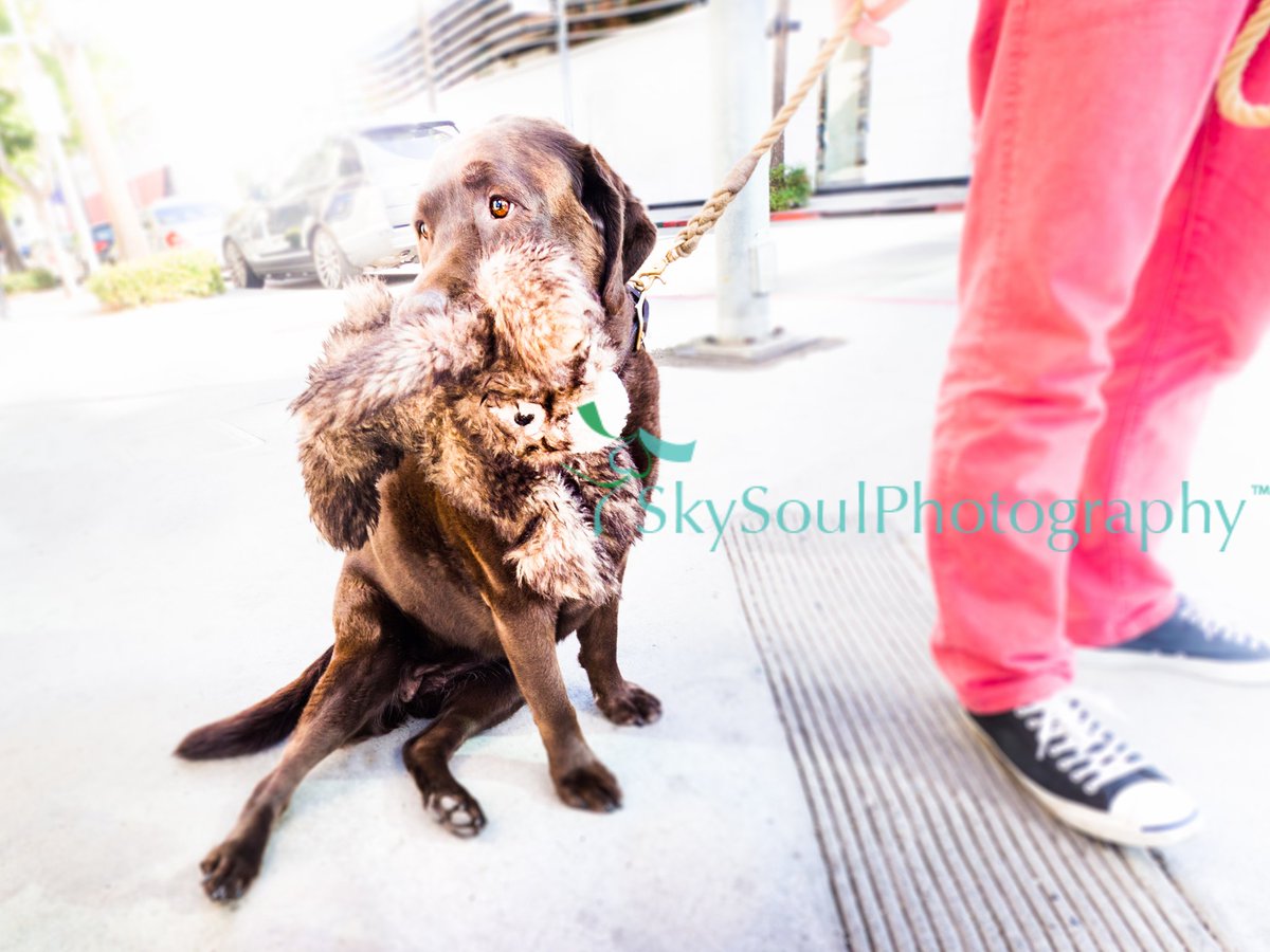 SkySoulArt's tweet photo. I want to find/share this with dog's owner!!! Photo @RodeoDriveBH #dogs #beverlyhills #laseries #skysoulphoto https://t.co/TjBP6qIzJr