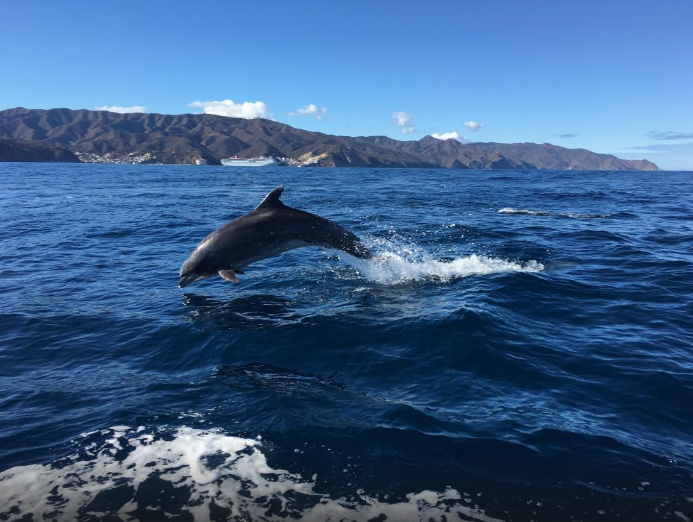 VisitCatalina's tweet photo. Take a ride on the #OceanRunner, a quest for dolphins off the coast #Catalina! #TourTuesday https://t.co/3v3P0to3JJ https://t.co/GMYOxJxWZR
